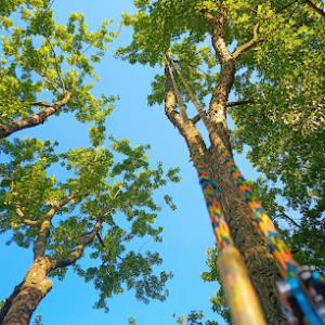 Derick Nye the Tree Guy