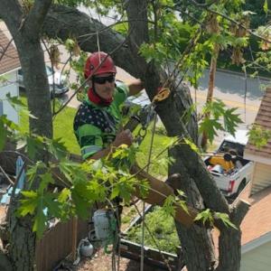 Saltz Tree Services
