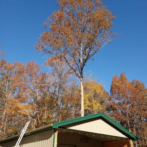 Grimes Tree Removal