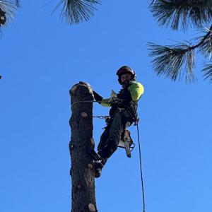A&L Tree Service