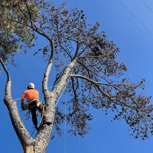 JSR Tree Service | Tree Removal & Trimming in Spring, TX