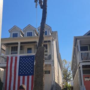 The Mockingbird Tree Service