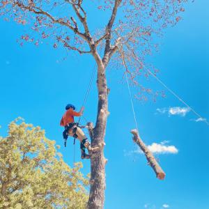 Braun Tree Service