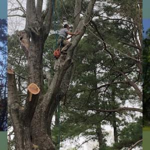 All American Tree Service