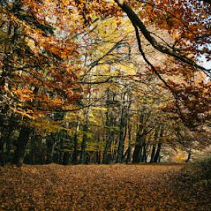 Shawnee Tree Service