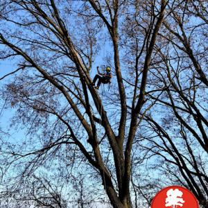 Hadley's Tree & Lawn