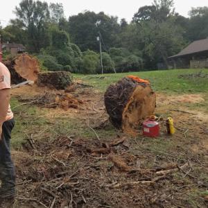 Dodson's Tree & Landscaping