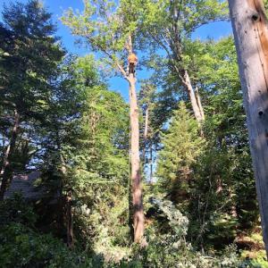 Franklin Tree Specialists