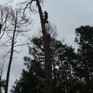 Valdosta Tree Service