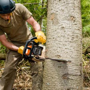 Tree Care Service