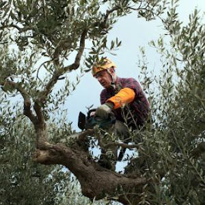 Javier's Tree Service