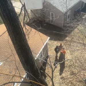 Bad Axe Tree Service Warrensburg Missouri