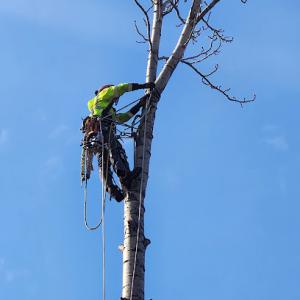 Polar Tree & Engine Care