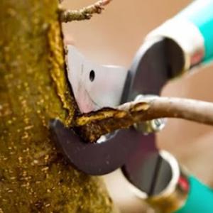 Soto Tree Service