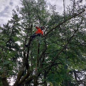 Canyon Tree Care