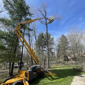 Baumann Tree Service