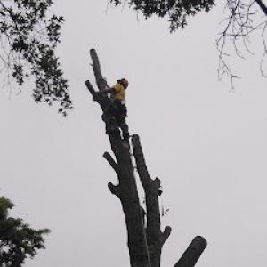 Crabtree's Tree Service