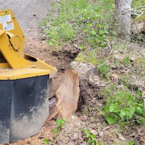 Biddle's Stump Grinding
