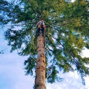 Waag Family Tree Service