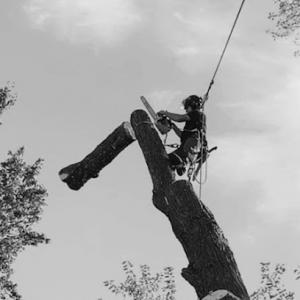 Jacob's Tree Specialties