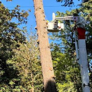 Ascension Tree Care