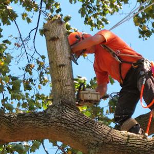 Beaver's Tree Service
