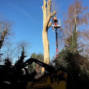 Asheville Tree Service