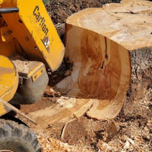 Morgan's Stump Grinding