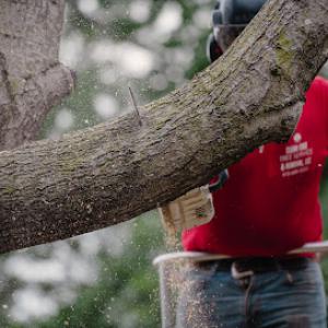 Clean Edge Tree Service & Removal