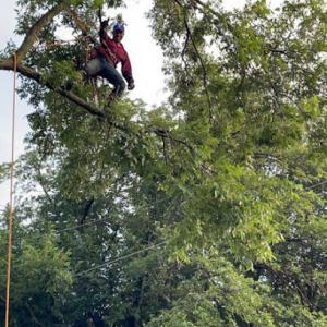 All Seasons Tree Service.
