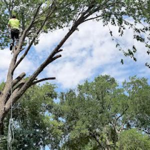 True Tree Masters Tree Service