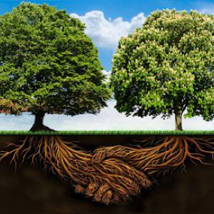 Absolute Tree Solutions