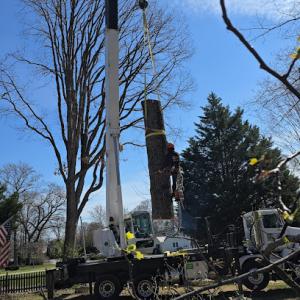 White Oak Tree Expert