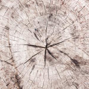 Flatirons Stump Removal