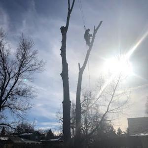 Branching Out Tree Service