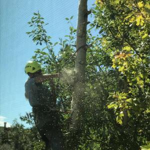 Spartan Tree Care