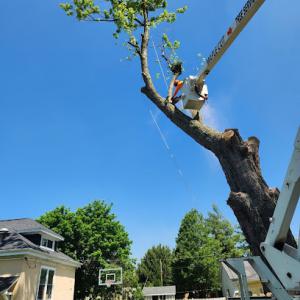Maple Cut Quality Tree Service