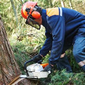 Jimmy's Bronx Tree Company