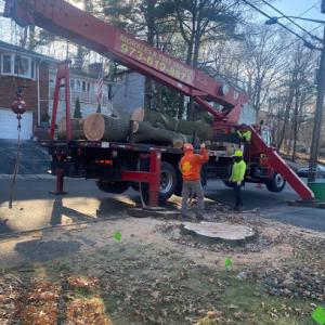 Morales B Tree Services