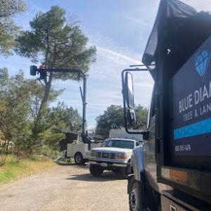 Blue Diamond Tree & Landscape