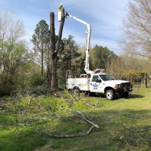 DLC Tree Services