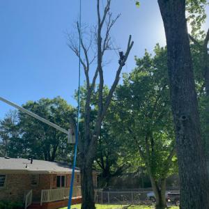 Tree Service Quiroz