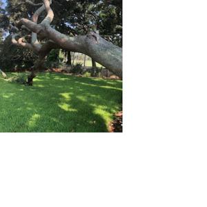 Coastal Tree Service