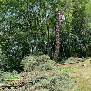 Beaver Tree Specialists