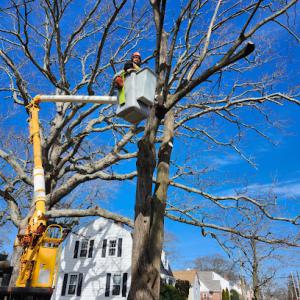 Xpert Tree & Excavation Services