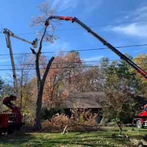 Rhode Island Tree Removal