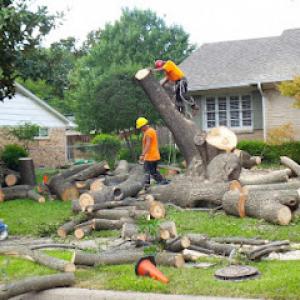 Schaumburg Tree Service