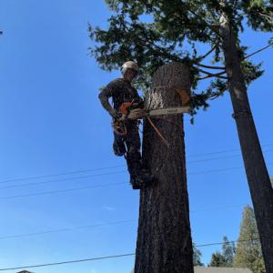 Felling Bros Tree Services