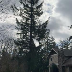 Mast Timber & Tree Care