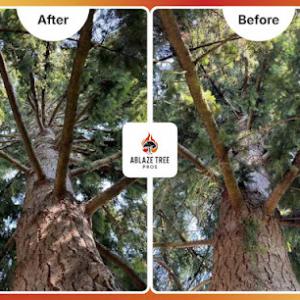 Ablaze Tree Pros